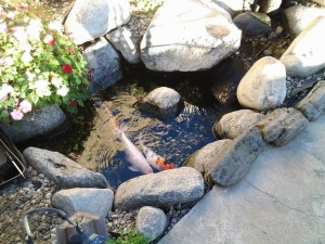 What is wrong with my pond ?