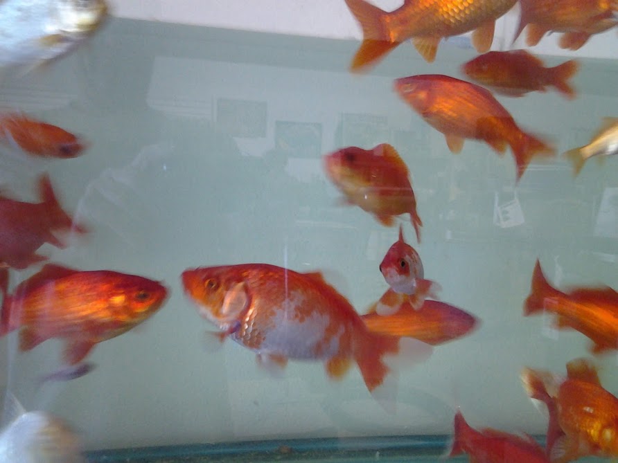 goldfish4
