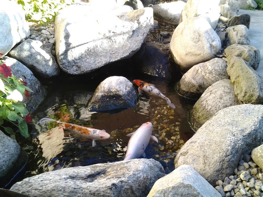small-pond-3-fish-2