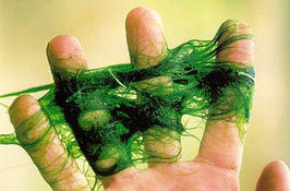 stringAlgae