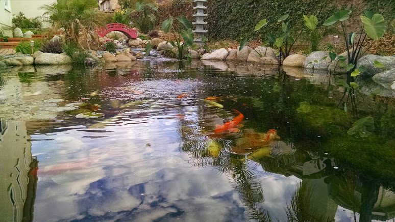 Pond service, pond clean out 