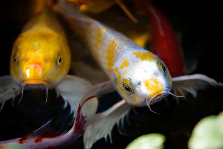 koi picture 8